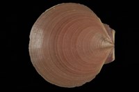 藏品(亞洲日月蛤)的圖片